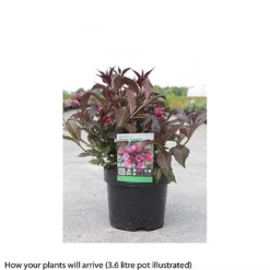 Weigela 'Naomi Campbell' -Florist Zone WEIG T66533 A h