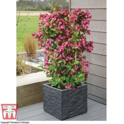 Weigela 'Towers Of Flowers'&reg; Duo -Florist Zone WEIG WKB5878 D