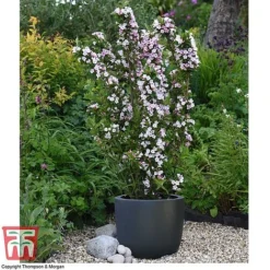 Weigela 'Towers Of Flowers'&reg; Duo -Florist Zone WEIG WKB5878 Q