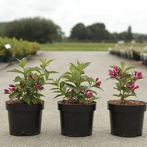 Weigela 'Big Love' 2 Weigela 'Big Love' - Image 2