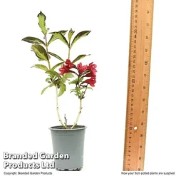 Weigela 'Camouflage' 23 Weigela 'Camouflage' -Florist Zone WEIG CAMOUF9CM T50087