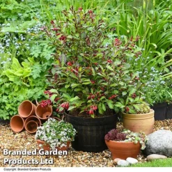 Weigela 'Camouflage' 14 Weigela 'Camouflage' -Florist Zone WEIG CAMOUFLAG T39702