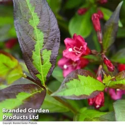 Weigela 'Camouflage' 15 Weigela 'Camouflage' -Florist Zone WEIG CAMOUFLAG T39705