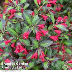 Weigela 'Camouflage' 18 Weigela 'Camouflage' -Florist Zone WEIG CAMOUFLAG T39902