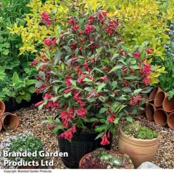Weigela 'Camouflage' 20 Weigela 'Camouflage' -Florist Zone WEIG CAMOUFLAG T39905