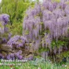 Wisteria Floribunda 'Lavender Lace'