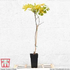 Wisteria Sinensis (Patio Standard) -Florist Zone WIST T10787 B