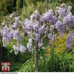 Wisteria Sinensis (Patio Standard) -Florist Zone WIST T10787 C