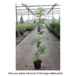 Wisteria Brachybotrys 'Okayama' 5 Wisteria Brachybotrys 'Okayama' -Florist Zone WIST T68559 B h