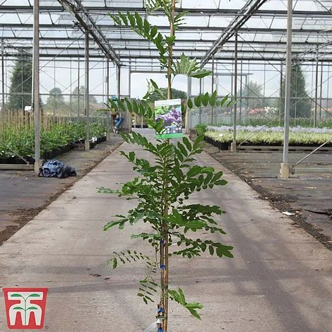 Wisteria Floribunda 'Macrobotrys' Group 2 Wisteria Floribunda 'Macrobotrys' Group - Image 2
