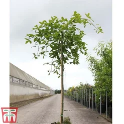 Wisteria Sinensis 'Amethyst' -Florist Zone WIST TKA3732 A