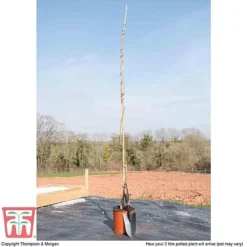 Wisteria Sinensis 'Amethyst' -Florist Zone WIST TKA3732 C