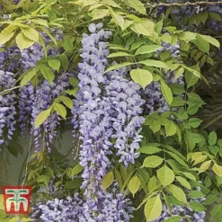 Wisteria Sinensis 'Prolific' 10 Wisteria Sinensis 'Prolific' -Florist Zone WIST t57979 B