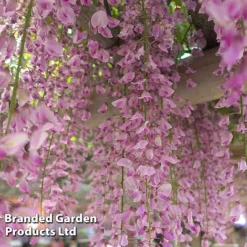 Wisteria Trio -Florist Zone WIST ROSEA L034071