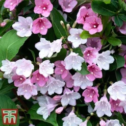 Weigela 'Towers Of Flowers'&reg; Duo -Florist Zone Weig app