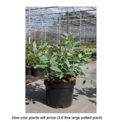 Zenobia Pulverulenta 'Blue Sky' 9 Zenobia Pulverulenta 'Blue Sky' -Florist Zone ZENO T68227 B h