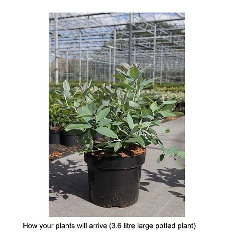 Zenobia Pulverulenta 'Blue Sky' 4 Zenobia Pulverulenta 'Blue Sky' - Image 4