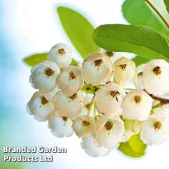 Zenobia Pulverulenta 'Blue Sky'
