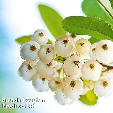 Zenobia Pulverulenta 'Blue Sky' 1 Zenobia Pulverulenta 'Blue Sky'