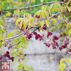 Akebia Quinata -Florist Zone ake