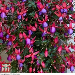 Fuchsia 'Angela' (Hardy) (Standard) -Florist Zone angela2