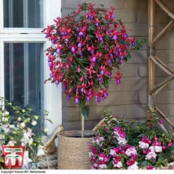 Fuchsia 'Angela' (Hardy) (Standard)