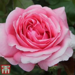Rose 'Special Anniversary' (Hybrid Tea Rose)