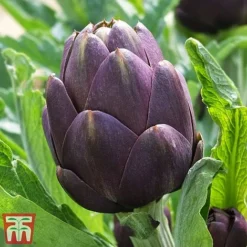 Globe Artichoke Duo -Florist Zone arti pur1