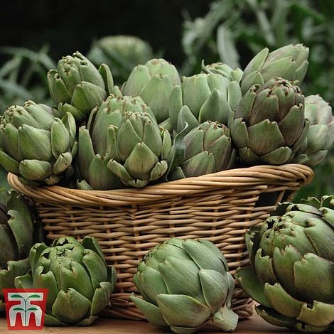 Globe Artichoke 'Green Globe Improved' F1 Hybrid 1 Globe Artichoke 'Green Globe Improved' F1 Hybrid