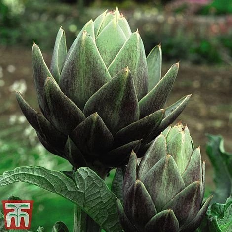 Globe Artichoke 'Green Globe Improved' F1 Hybrid 2 Globe Artichoke 'Green Globe Improved' F1 Hybrid - Image 2