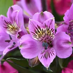 Alstroemeria 'Tree Everest Mix' -Florist Zone ast3