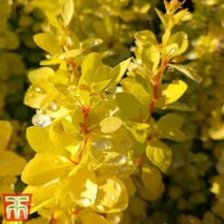 Berberis Thunbergii 'Aurea' -Florist Zone aur3