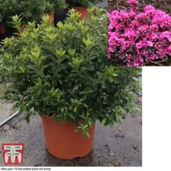 Rhododendron 'Rustica Pink' (Azalea Group) -Florist Zone azal pin15