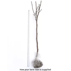 Magnolia Denudata 'Sunrise' (Patio Standard) -Florist Zone bare root 21