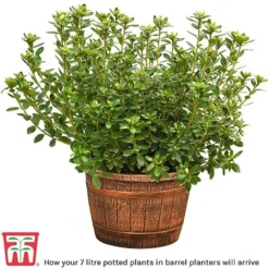 Florist Zone -Florist Zone barrel planter1