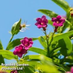 Honeybee Climber Duo -Florist Zone bee4