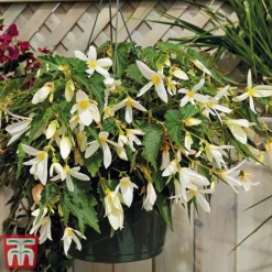 Begonia 'Santa Barbara' -Florist Zone bego sant e