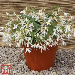 Begonia 'Santa Barbara' -Florist Zone bego sant f