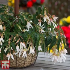 Begonia 'Santa Barbara' -Florist Zone bego sant g