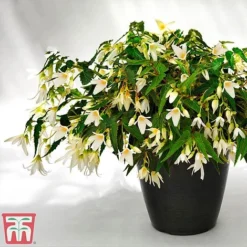 Begonia 'Santa Barbara' -Florist Zone bego sant j