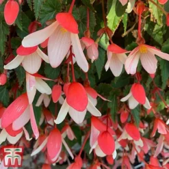 Begonia 'Waterfalls Bicolour' 8 Begonia 'Waterfalls Bicolour' -Florist Zone bego waterf4
