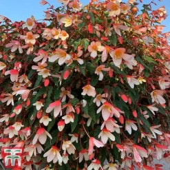 Begonia 'Waterfalls Bicolour' 9 Begonia 'Waterfalls Bicolour' -Florist Zone bego waterf5