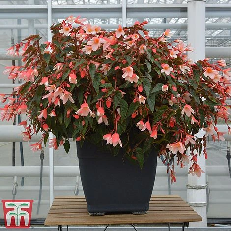 Begonia 'Waterfalls Bicolour' 1 Begonia 'Waterfalls Bicolour'