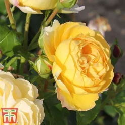 Rose 'Belle Du Jour' -Florist Zone belle3