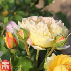 Rose 'Belle Du Jour' -Florist Zone belle4