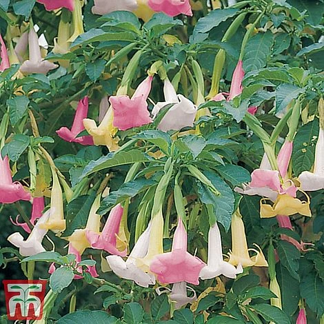 Angels Trumpet Tricolour 2 Angels Trumpet Tricolour - Image 2