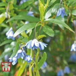 Sollya Heterophylla -Florist Zone bluebell creeper