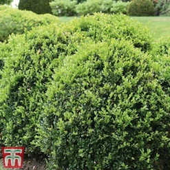 Box Ball -Florist Zone box ball2