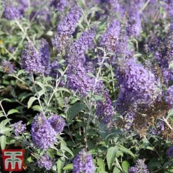 Buddleja 'Lochinch'