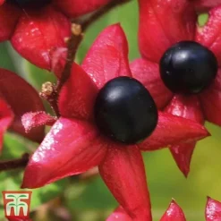 Clerodendrum Trichotomum -Florist Zone cal2